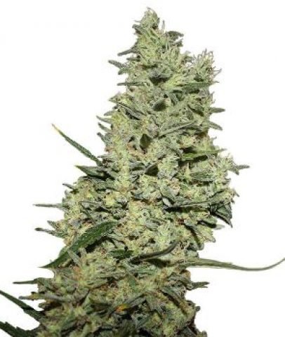 Autoflower Seed Shop - The Best Autoflower Seed Company