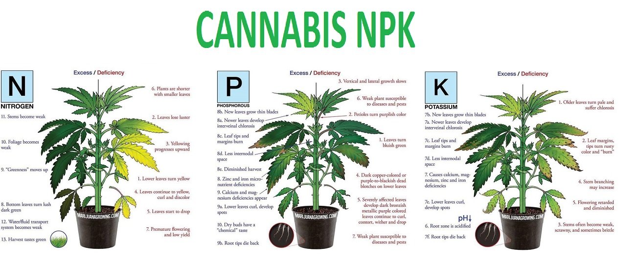 Cannabis Deficiency Chart