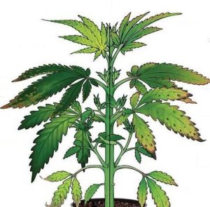 Cannabis Potassium Deficiency